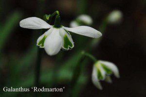 Galanthus 'Rodmarton'
