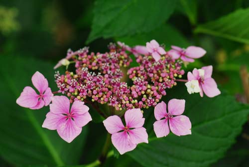 Hydrangea (1) - Irish Garden Plant Society