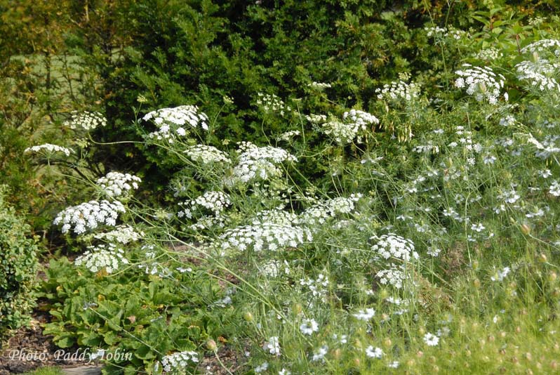 Ammi majus, a beautiful umbellifer which adds lightness to a border