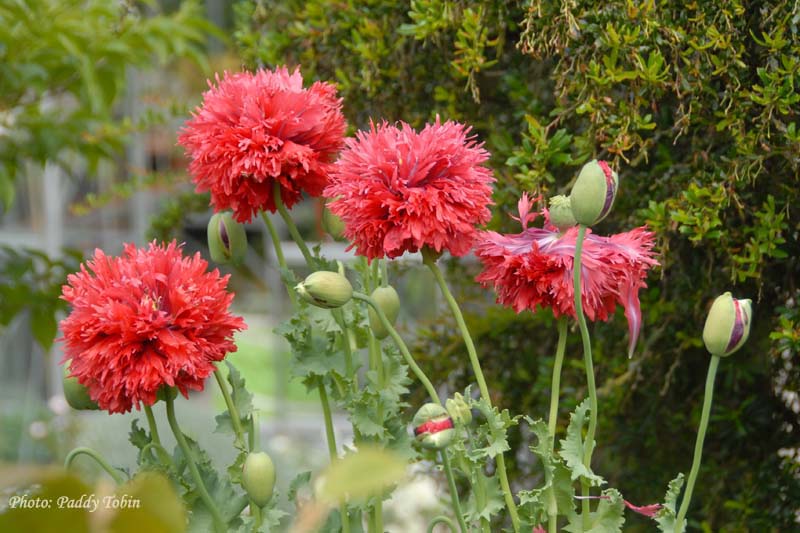 The annual opium poppies which are an delight in the garden.