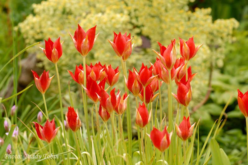 Tulipa sprengeri which increases in the garden thought its own self-seeding.