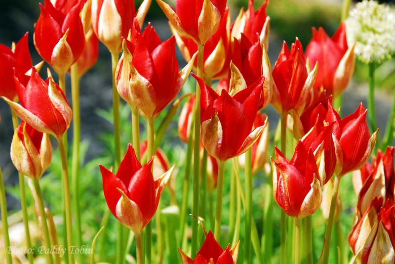 Tulipa sprengeri  (6)