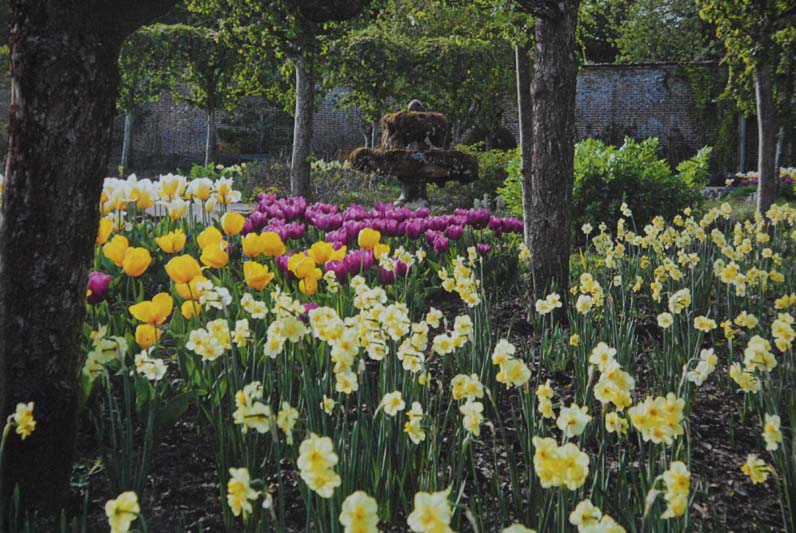 The kitchen garden with daffodils and tulips 