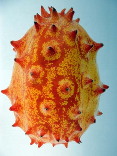 Cucumis metuliferus - Horned Melon 