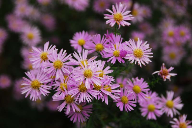 Aster 'Pink Star' 