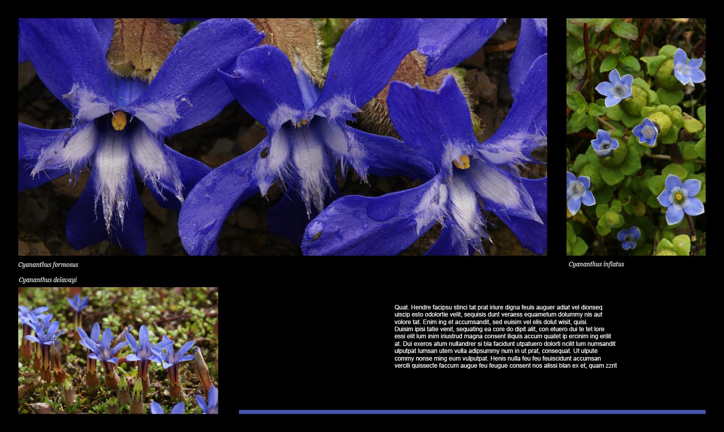 Flora of the Silk Road campanulaceae