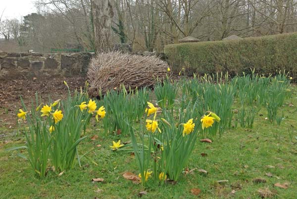 The daffodils naturalised under the trees watched over by a willow hedgehog. 