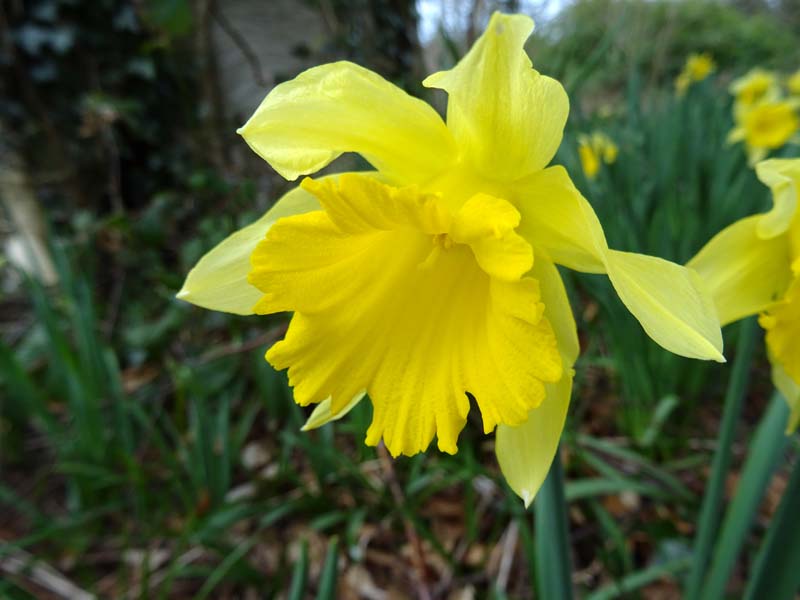 Narcissus 'Countess of Annesley' SMALL IMAGE