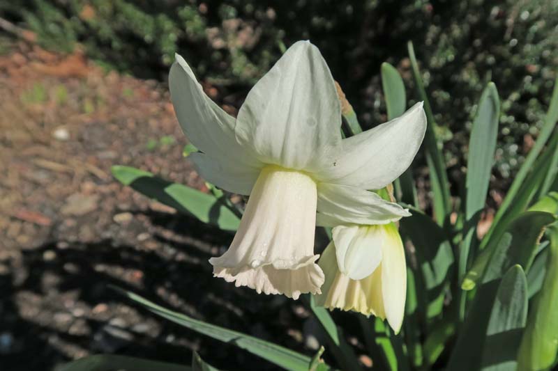 Narcissus 'Mary Lou' 