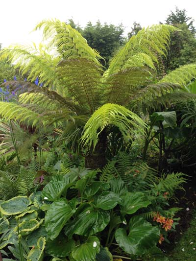 Exotic planting: A tree fern with a lush under-planting of hostas and Myosotidium hortensia, the Chatham Island Forget-Me-Not.