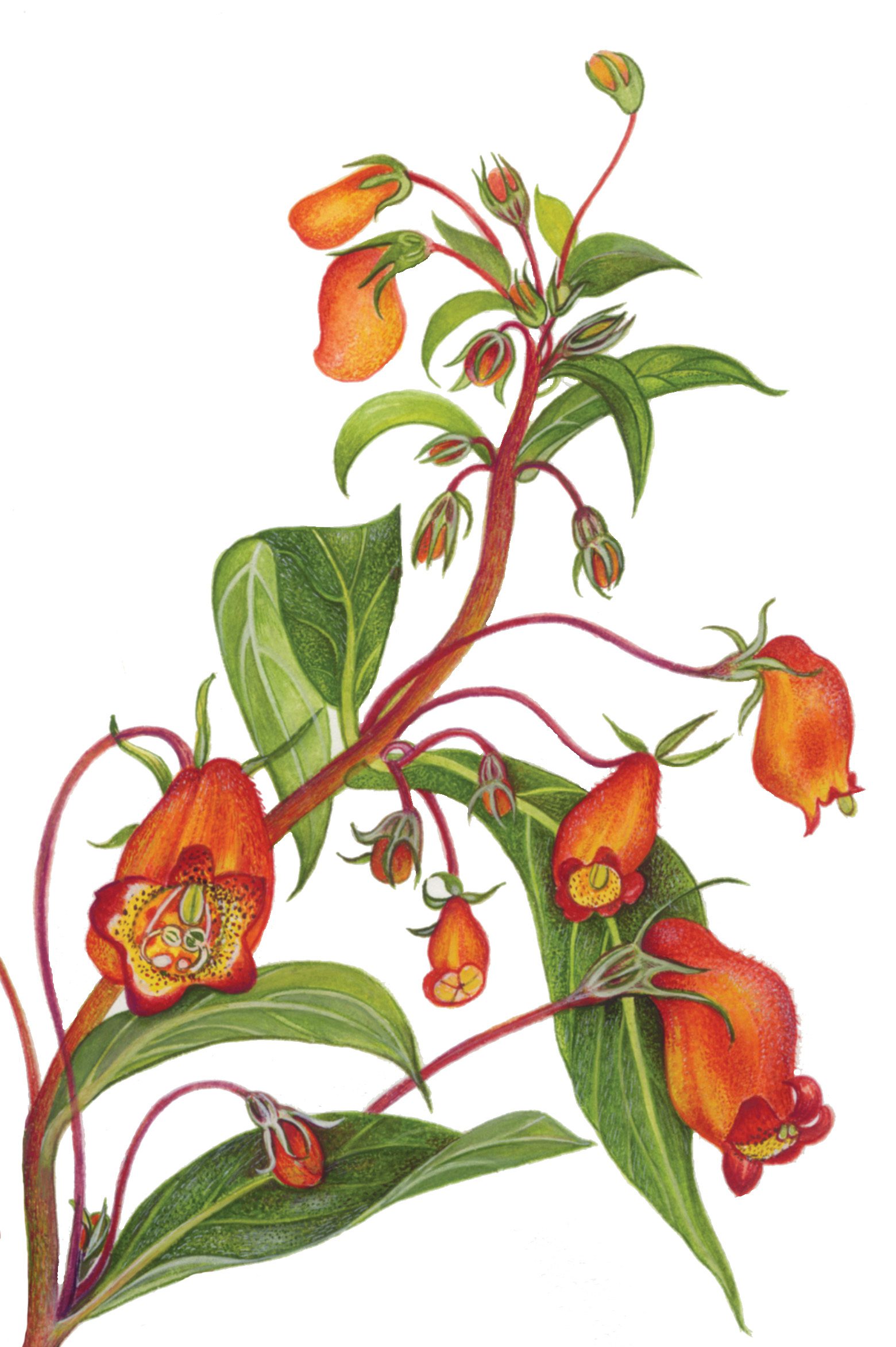 Gloxinia sylvatica 'Glasnevin Jubilee' by Heather Byers