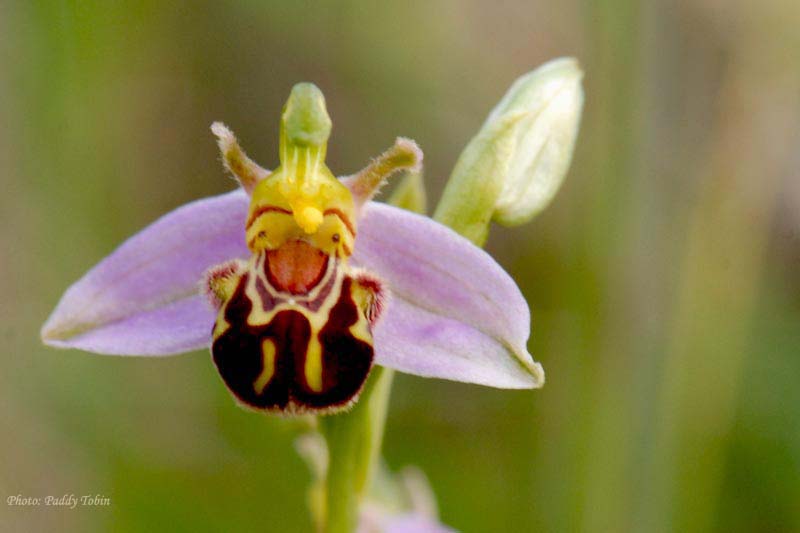 ophrys-apifera-bee-orchid-32
