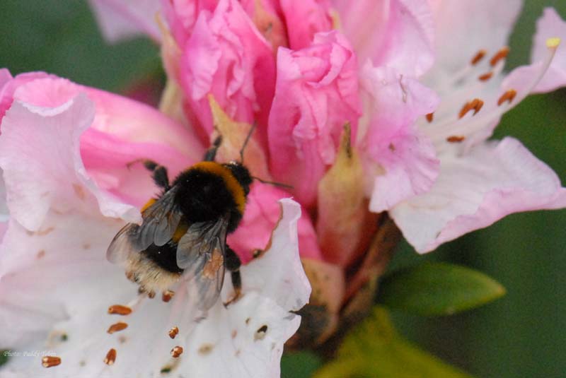 Rhododendron 'Christmas Cheer' with bumble bee (1)
