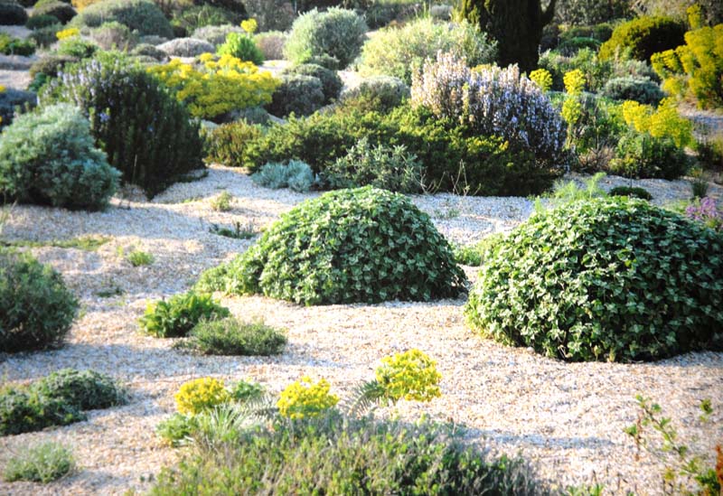 Planting Design for Dry Gardens (4)