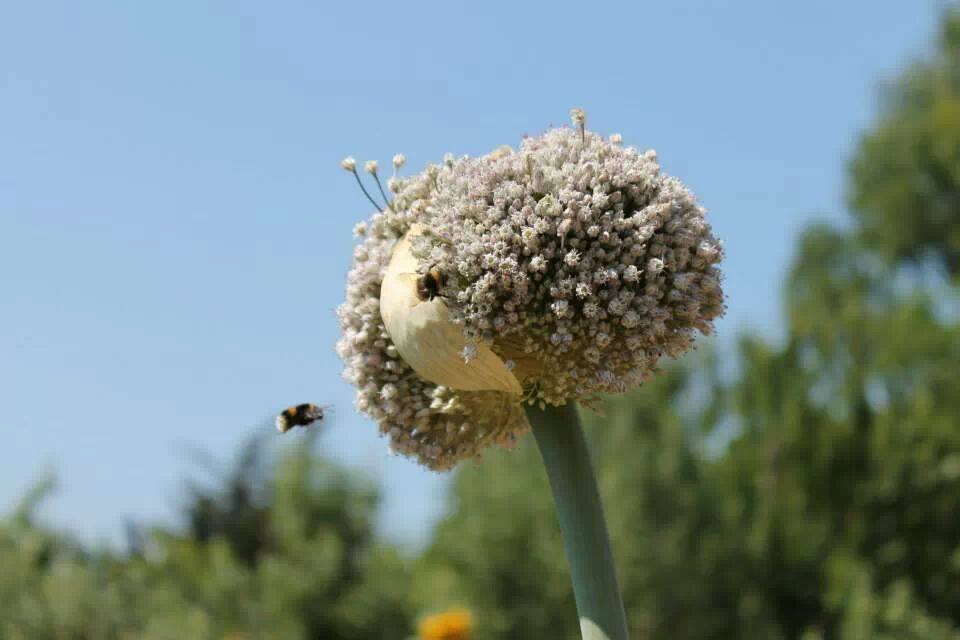Role of Pollinators