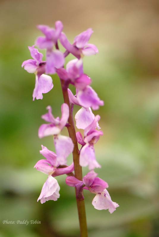 Orchis mascula Early Purple Orchid (10)
