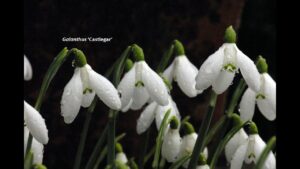 Snowdrops - White Gold with Hester Forde @ Zoom - link will be sent to members