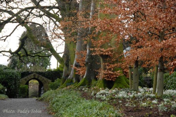 The Nun's Walk with mature beech trees underplanted with snowdrops