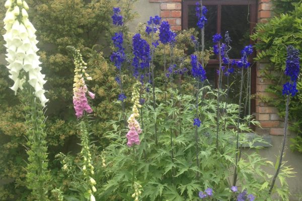 Delphinium 'Weeshy's Blue', original plant