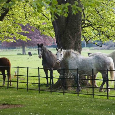 Farmleigh House Park