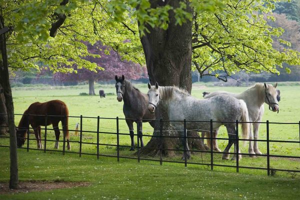 Farmleigh House Park