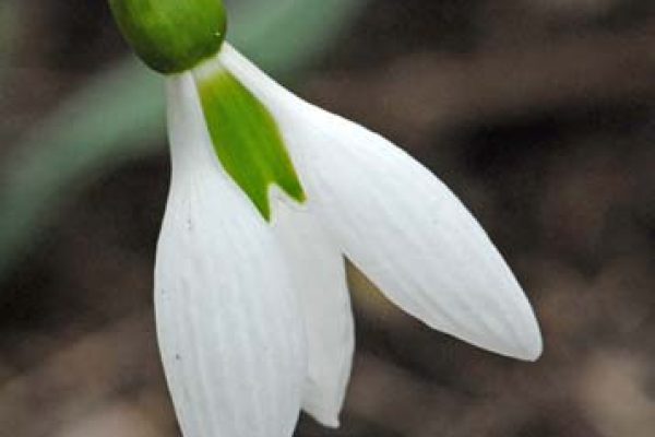 Galanthus 'Cicely Hall'