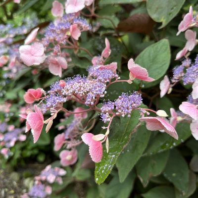 Hydrangea aspera 'Hot Chocolate' (2)