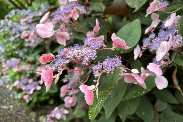 Hydrangea aspera 'Hot Chocolate' (2)