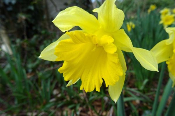 Narcissus 'Countess of Annesley' SMALL IMAGE