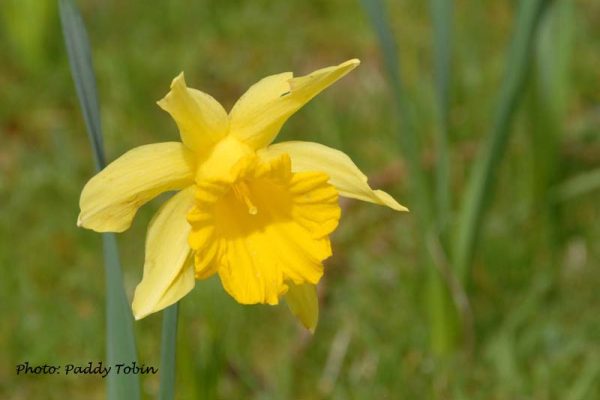 Narcissus 'Lady Annesley' (1)