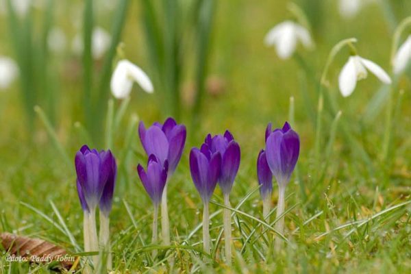 Crocus and snowdrops make good companions with blue and white looking especially good together.