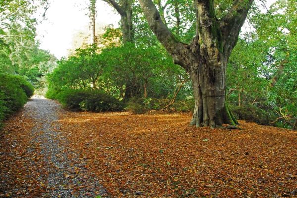 The same scene in autumn with the wonderfully coloured leaves of the beech on the ground.