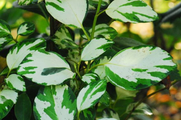 Griselinia littoralis 'Bantry Bay'  (3)