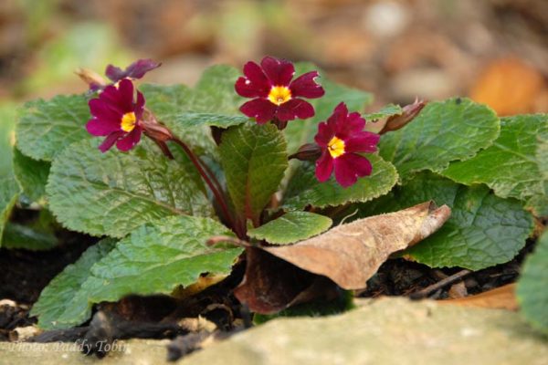 Primula 'Julius Caesar'