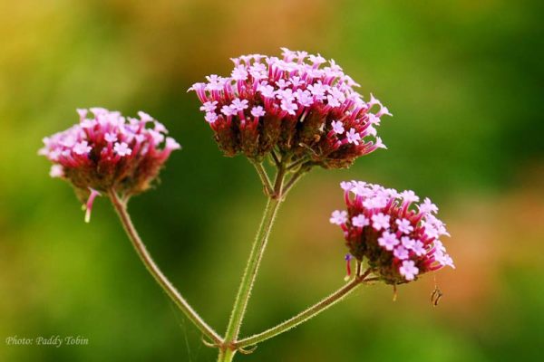 Verbena bonariensis, a very popular self-seeding plant in our gardens at present.